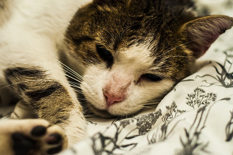 cat, friend, nice, domesticated, furry, nature, animal, fluffy HD wallpaper