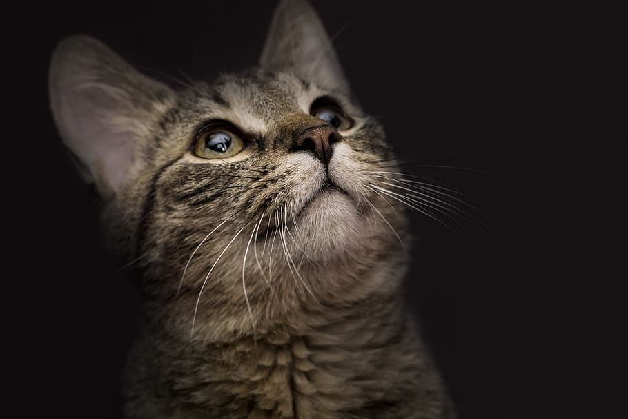 cat, animal, kitten, nice, predator, mustache, the nose, portrait HD wallpaper