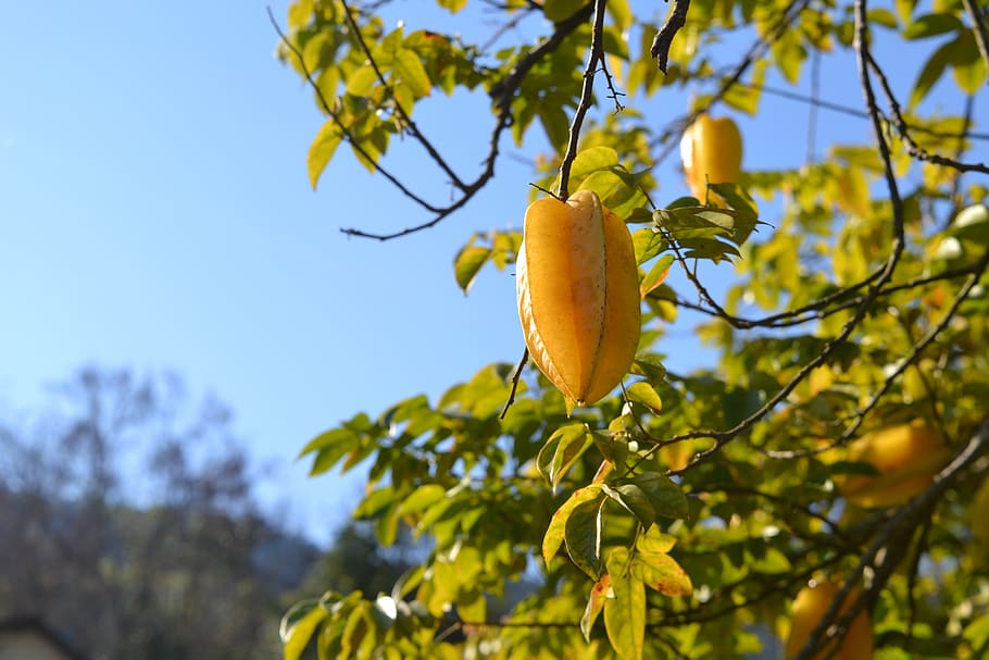 fruit, carom, yellow, fruit growing, tree, healthy, food, tropical HD wallpaper