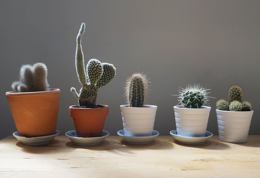 Several Cactus Plants, blur, close-up, focus, home garden, small HD wallpaper