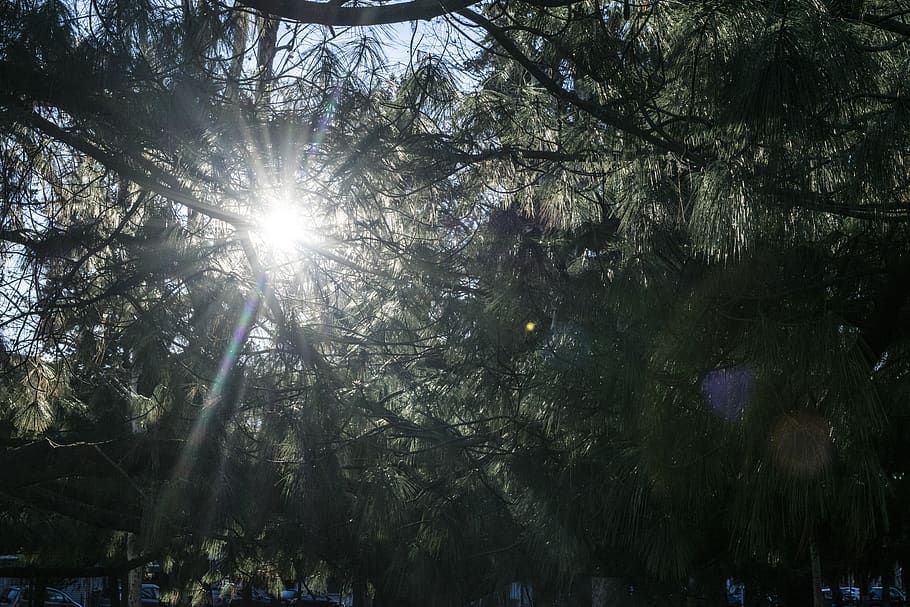 sun, tree, elia clerici, plant, sunlight, sunbeam, growth, forest HD wallpaper