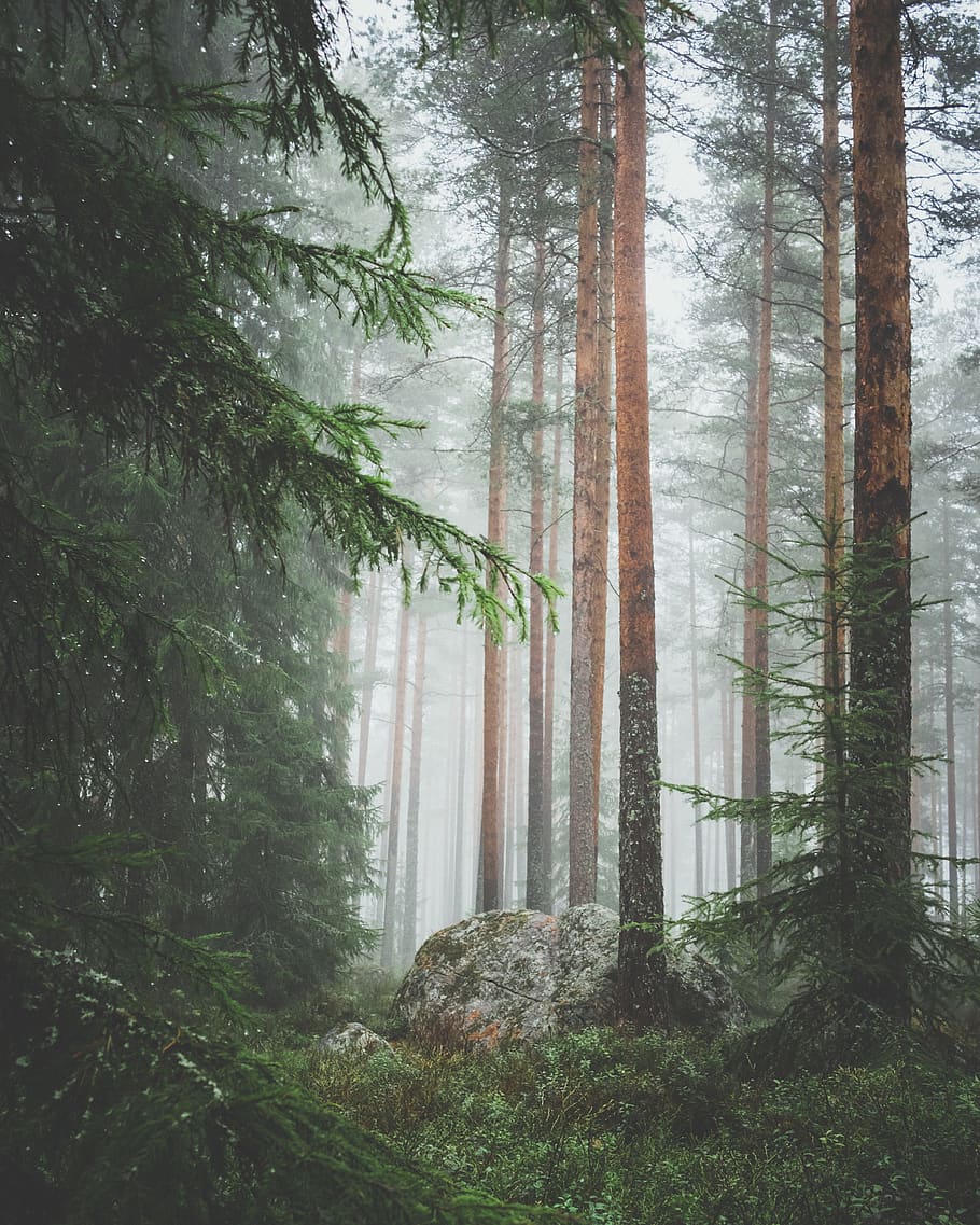 green trees in forest during daytime, plant, trunk, tree trunk HD wallpaper