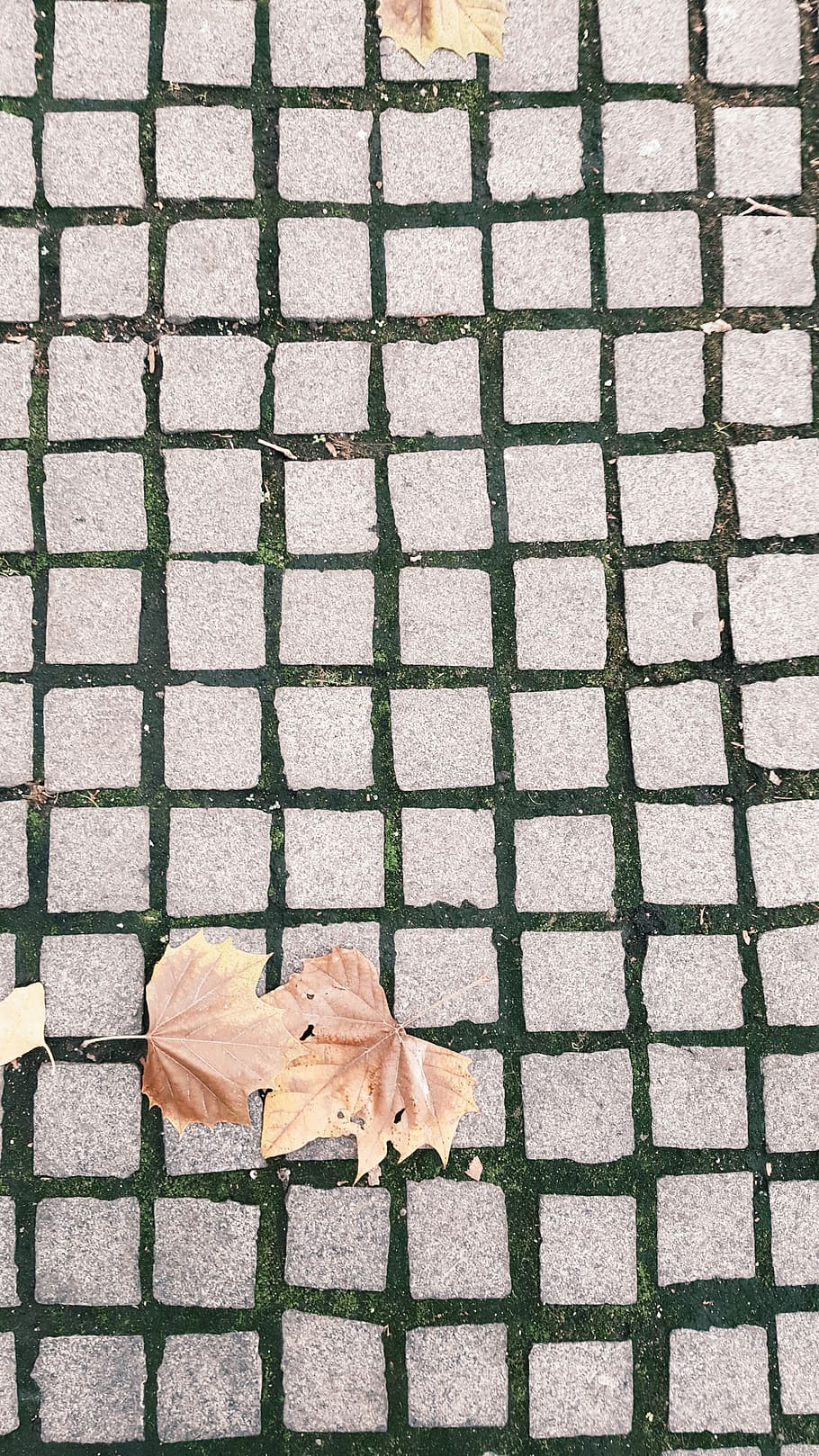 path, fall, autumn, leaves, walkway, cobblestone, footpath HD wallpaper