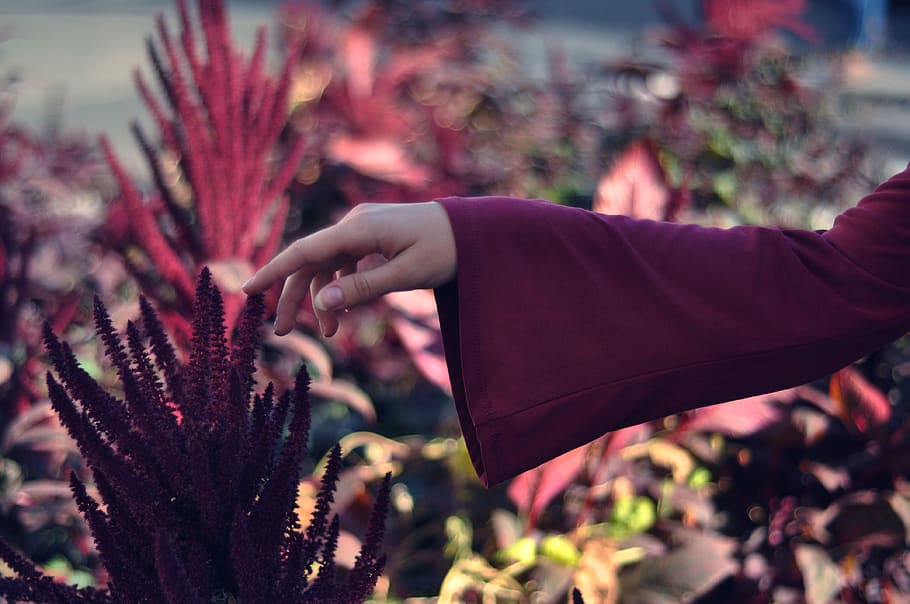 person touching flower, human hand, human body part, one person HD wallpaper