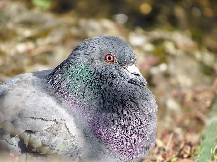 canada, penticton, feathers, eye, red, bird, purple, macro HD wallpaper