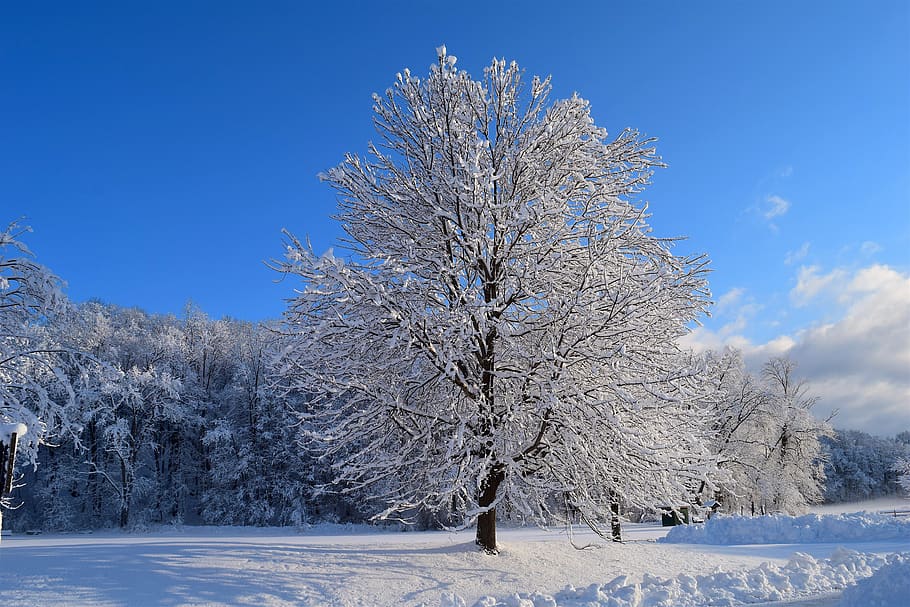 snow, tree, winter, cold, frost, nature, white, season, covered HD wallpaper