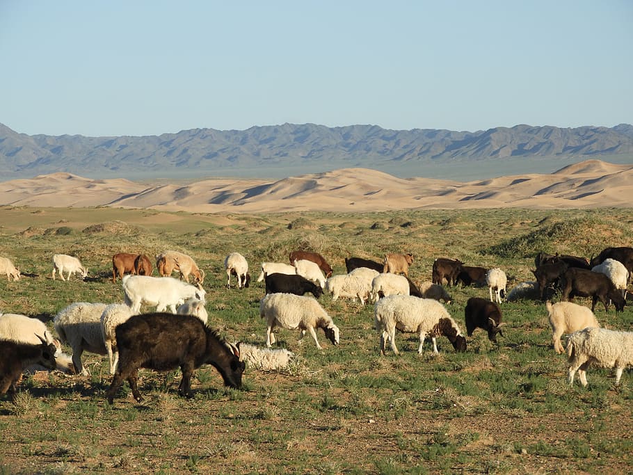 mountains, summer, alpine meadows, goats, sheep, herd, pasture HD wallpaper