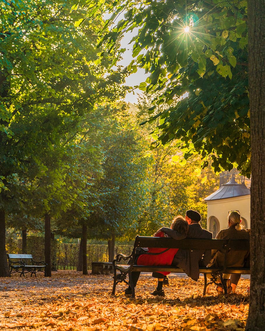 austria, wien, schönbrunn palace, tree, plant, group of people, HD wallpaper