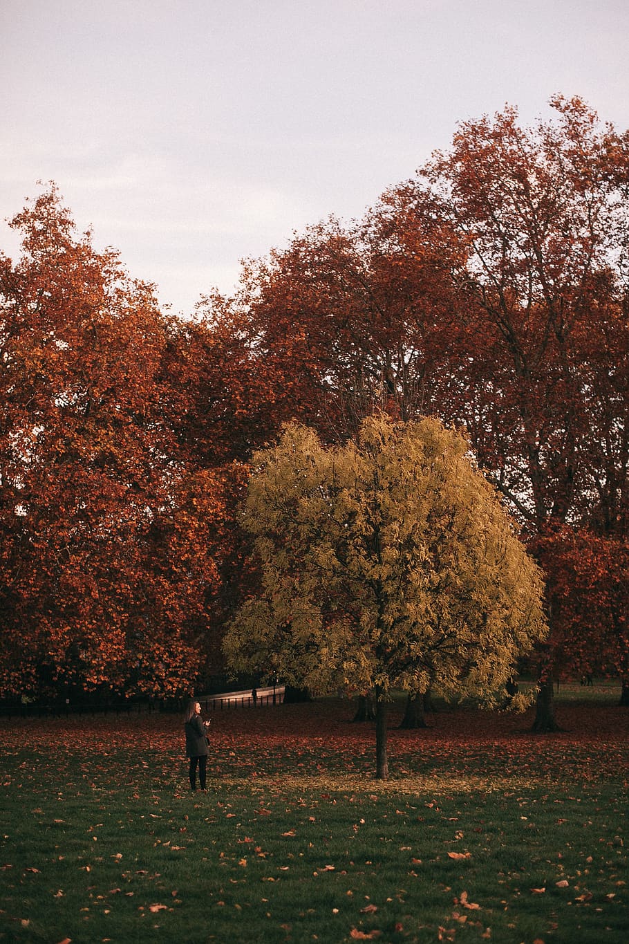 Person Standing Near Tree With Falling Leaves, dawn, environment HD wallpaper