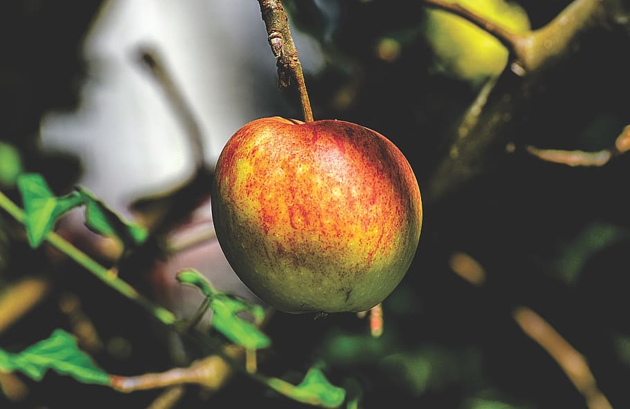apple, fruits, apple tree, ripe, red, delicious, healthy, vitamins HD wallpaper