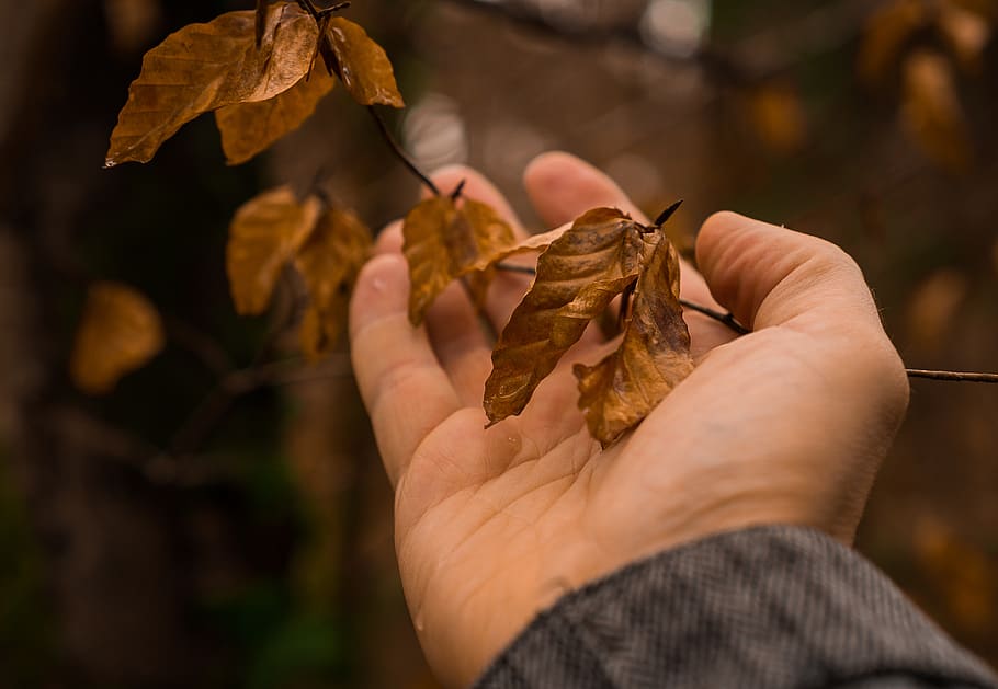 nature, hand, leaf, connected, love, recovery, connectedness HD wallpaper