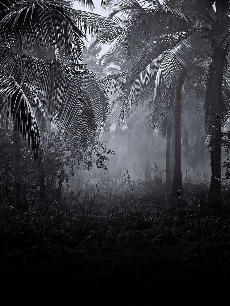 coconut trees, plant, land, forest, nature, growth, tranquility HD wallpaper