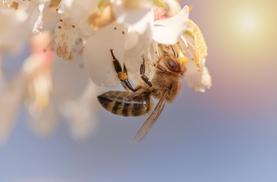 bee, honey bee, insect, cherry blossom, collect pollen, spring HD wallpaper