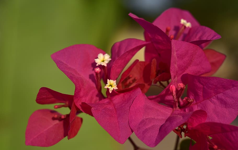 Crimson red бугенвиллия фото