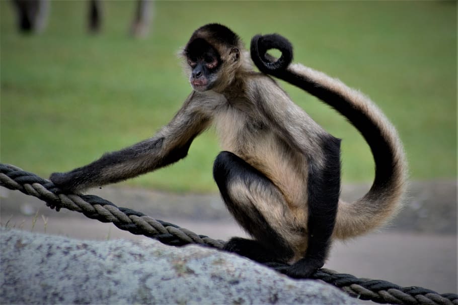 monkey, sitting, animal, nature, mammal, brown, safari, zoo HD wallpaper