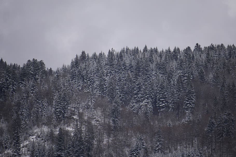 plant, tree, nature, abies, fir, outdoors, snow, ice, conifer HD wallpaper