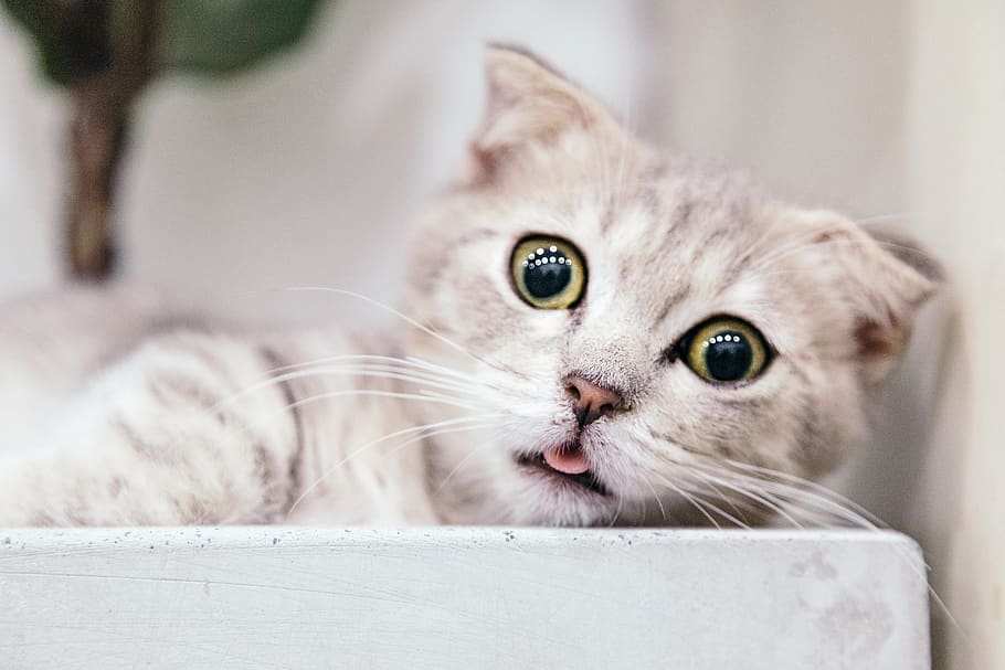 Shallow Focus Photography Of Cat, adorable, animal, cute, domestic animal