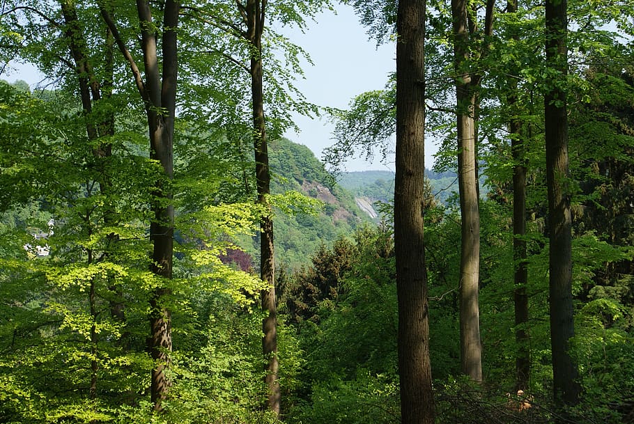 trees, landscape, forest, arboretum, belgium, plant, beauty in nature HD wallpaper
