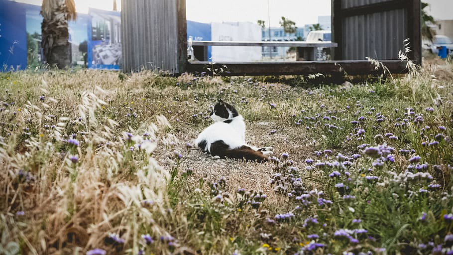 cat, pet, animal, fur, furry, kitten, kitty, nature, meadow HD wallpaper
