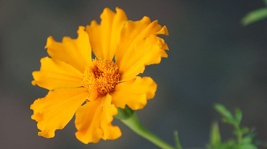 flower, autumn, flora, bloom, bright, vegetable, beauty, petals HD wallpaper