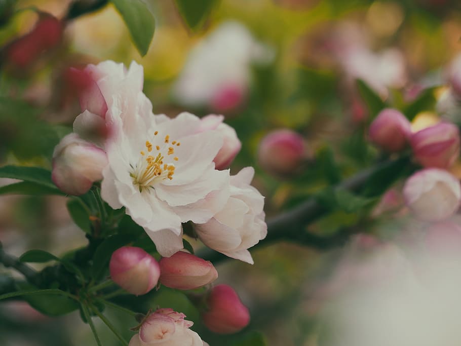 white-petaled flower, blossom, plant, geranium, bud, pollen, spring HD wallpaper