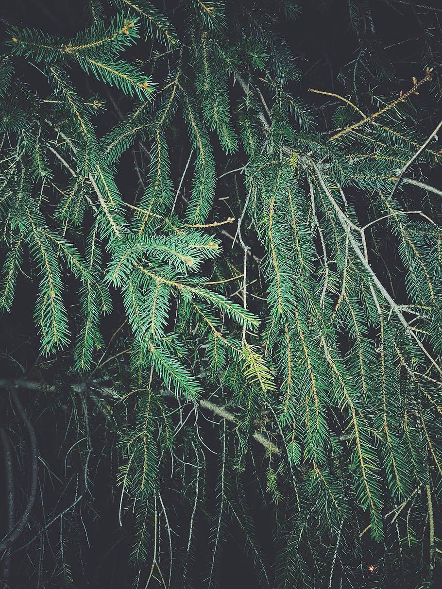 evergreen, trees, forest, nature, plant, green color, growth HD wallpaper
