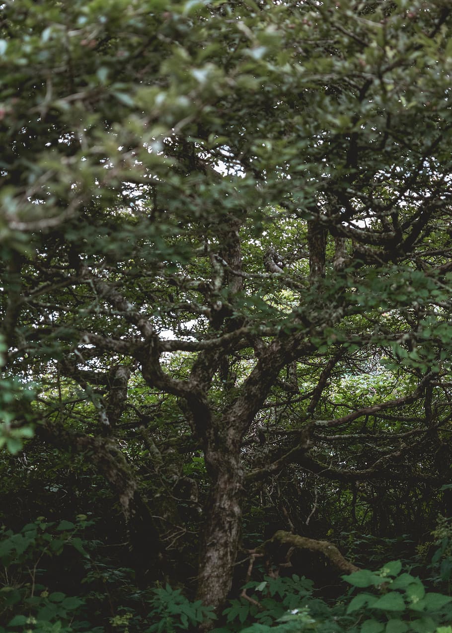 Bruce Ridge Nature Reserve Photos | drsiobhainmcardle.ie