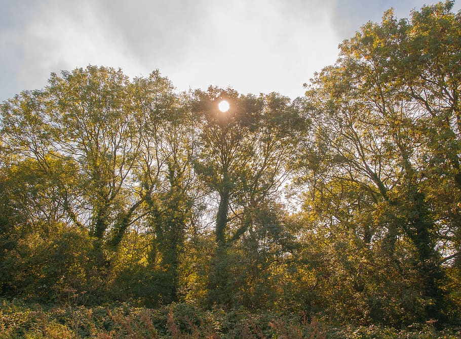uk, gloucester, trees and sun, plant, beauty in nature, tranquility HD wallpaper