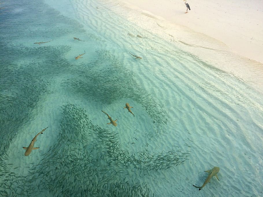 shoal of fish on beach, sea, shore, shark, hunting, maldives, HD wallpaper