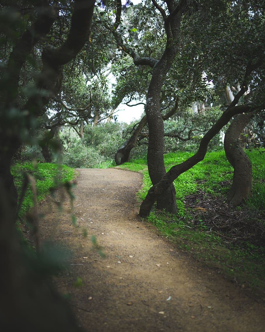 empty road with trees on side, plant, growth, tranquility, beauty in nature HD wallpaper
