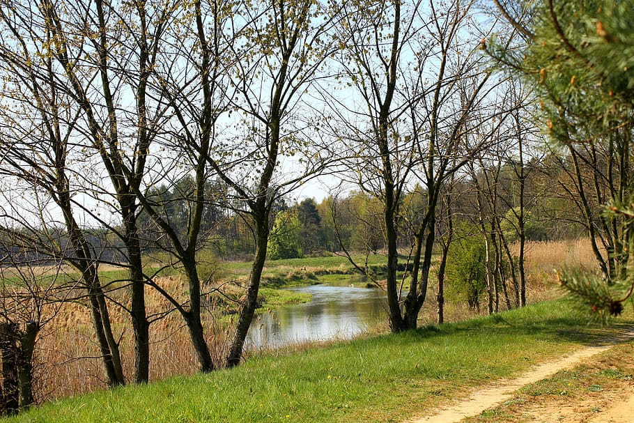 river, landscape, spring, spacer, nature, tree, plant, water HD wallpaper