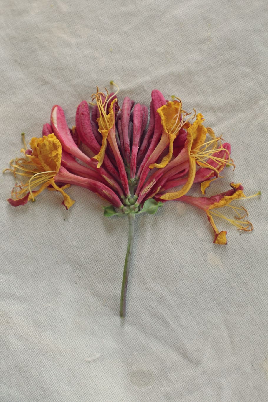 fragrant, scented, stem, pink, yellow, buds, blooms, flowers HD wallpaper
