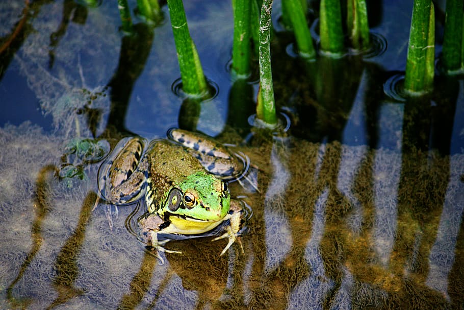 frog, amphibian, animal, wildlife, snake, reptile, water, sea life