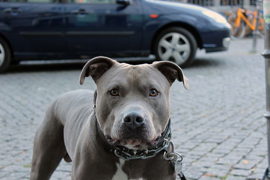germany, berlin, snout, paws, portrait, close, dog, ears, serious HD wallpaper