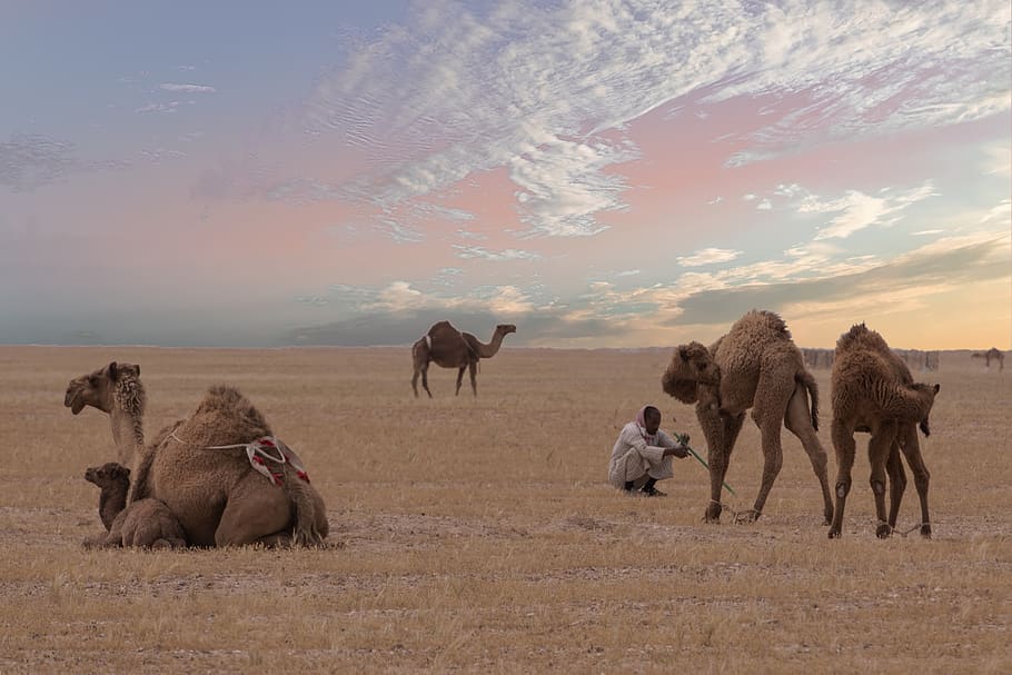 Man Sitting Near Four Camels, adventure, animals, Arabian Camels, HD wallpaper