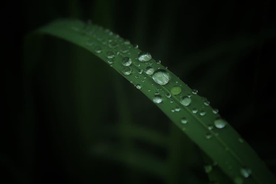 leaf, dew, drops, green, wet, green color, water, plant, plant part HD wallpaper