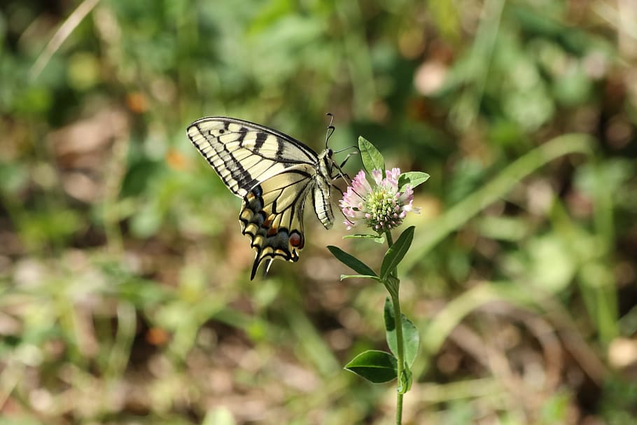 swallowtail, butterfly, summer, field, grass, animal wildlife, HD wallpaper