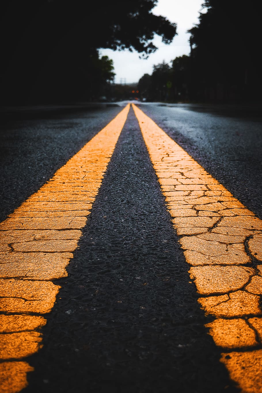 road, line, yellow line, tree, forest, woodland, perspective HD wallpaper
