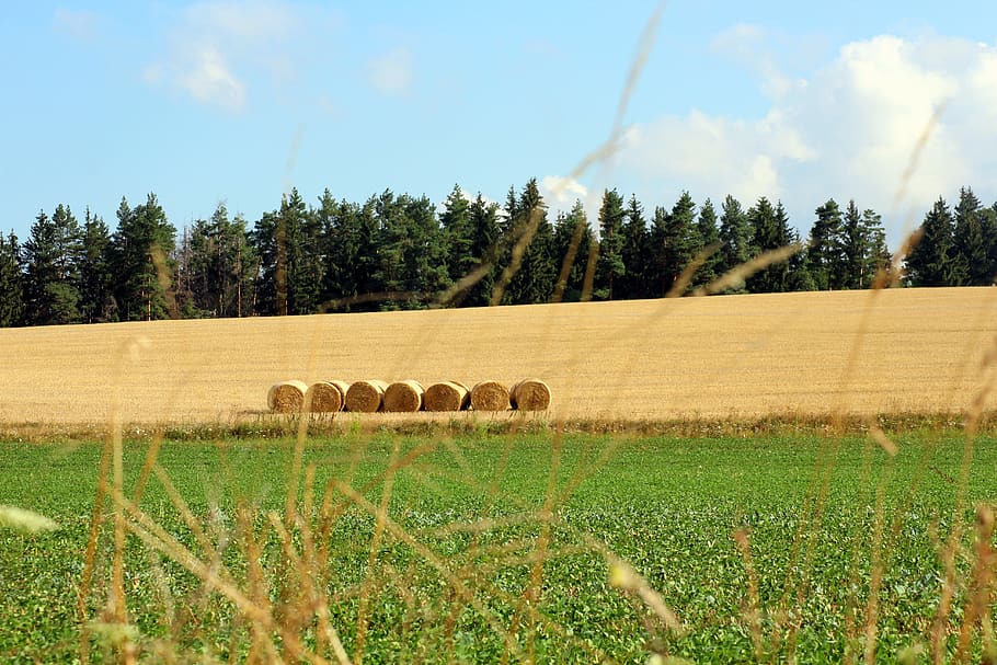 field, landscape, panorama, nature, harvest, summer, hill, plant HD wallpaper