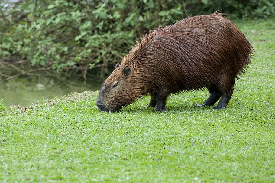 beaver eating grass, animal, mammal, rodent, wildlife, parque barigui HD wallpaper