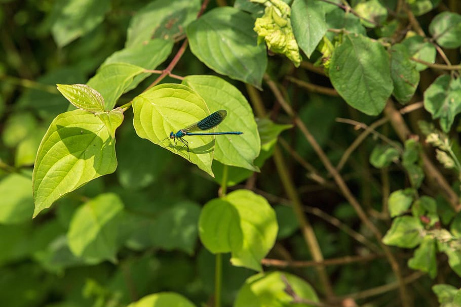 dragonfly, insect, nature, plant part, leaf, animal themes HD wallpaper