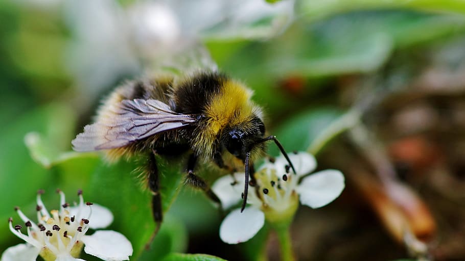 bee, nature, insect, pollination, animal wildlife, invertebrate HD wallpaper