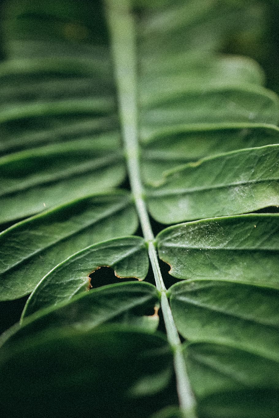 green leaves, plant, leaf, fern, flora, lupin, blossom, flower HD wallpaper