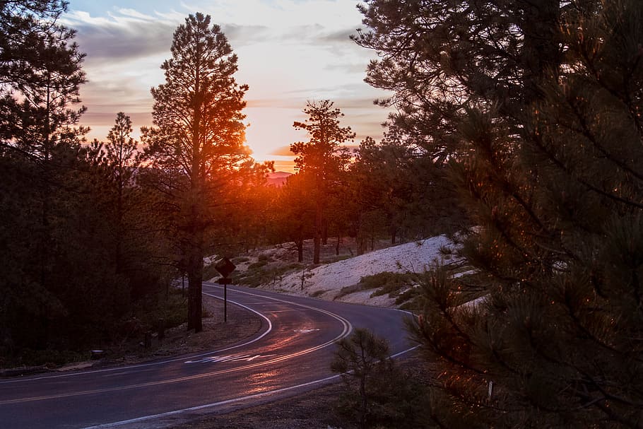 road in middle of trees during sun set, hill, route, sunlight HD wallpaper