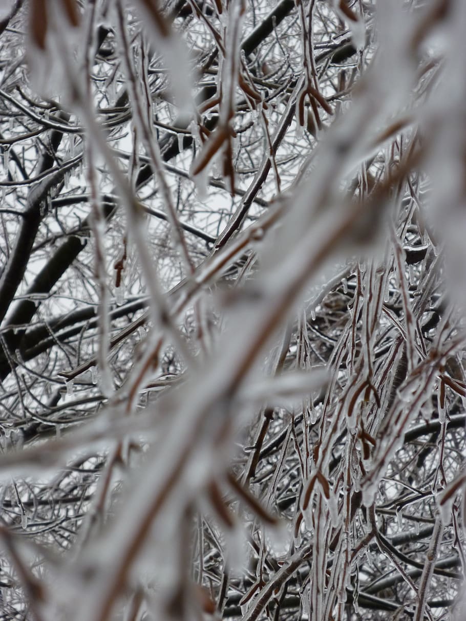 tree, ice, frozen, branch, winter, plant, selective focus, no people HD wallpaper