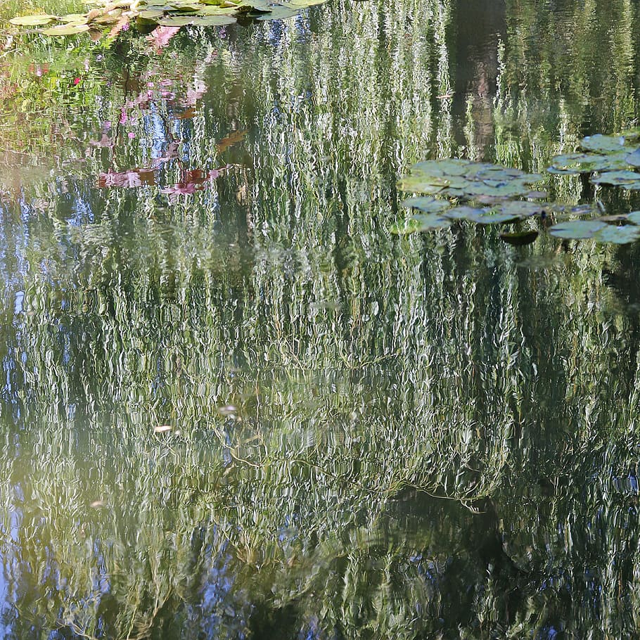 france, giverny, green, nature, light, reflection, blur, soft
