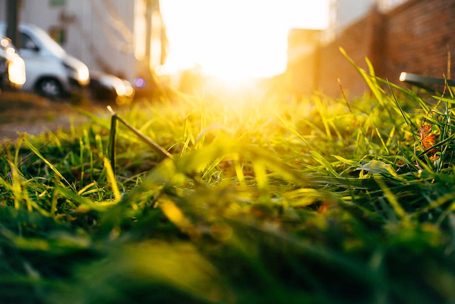 Sunset, grass, selective focus, plant, nature, surface level HD wallpaper