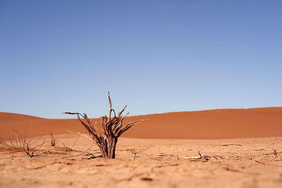 leafless plant on field, desert, sky, land, landscape, climate HD wallpaper