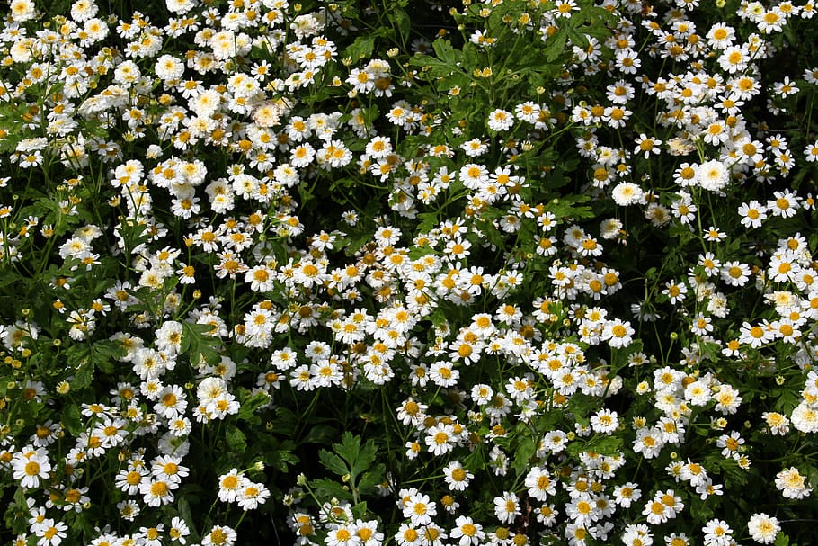 flowers, background, flowering plant, beauty in nature, growth HD wallpaper