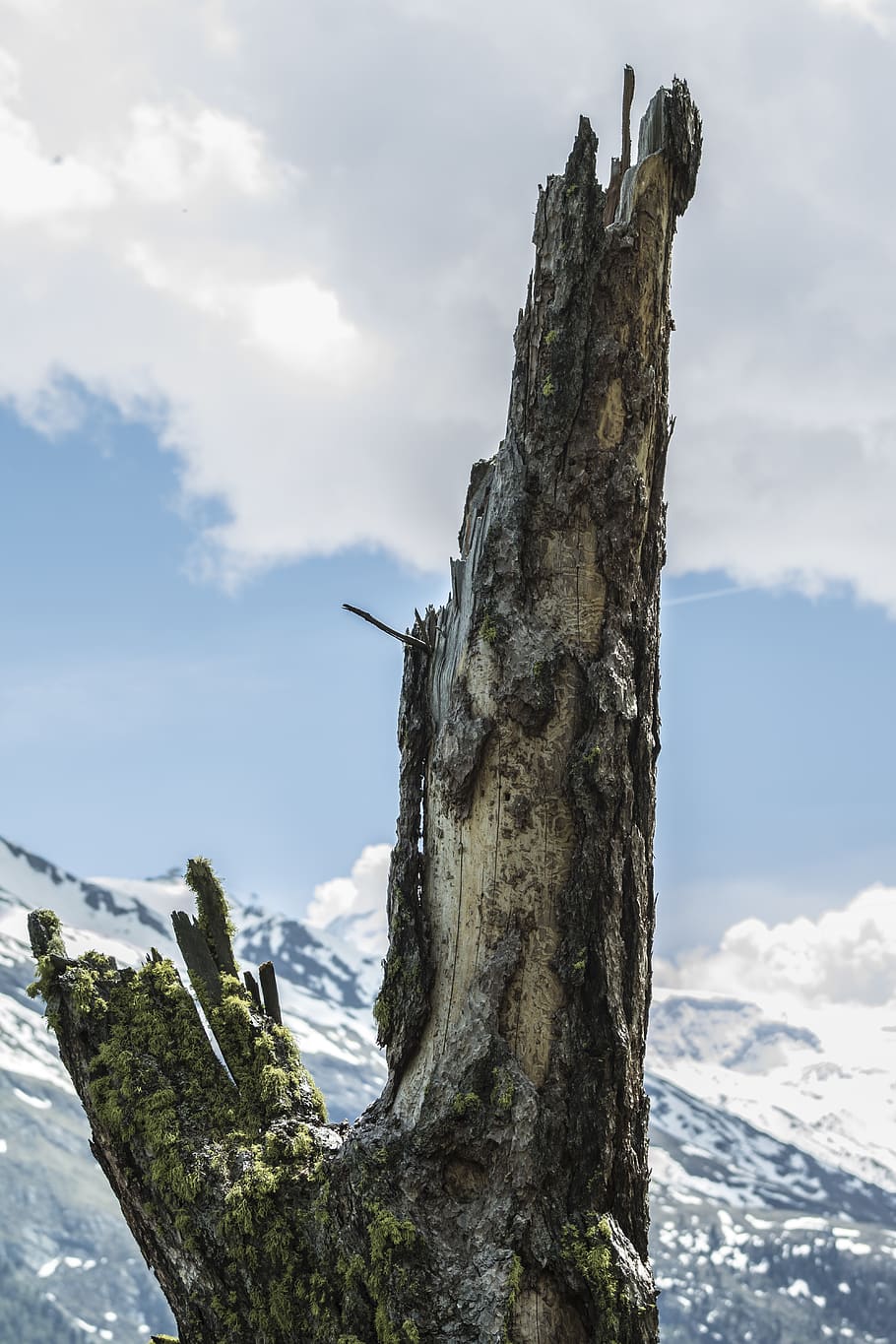 valais, randa, wallis, tree, alps, lightning strike, wood, zermatt HD wallpaper